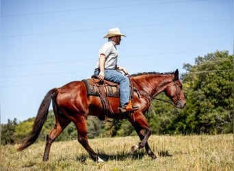 Arbeitspferd Mix, Stute, 5 Jahre, Rotbrauner