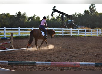 Arbeitspferd, Stute, 6 Jahre, 150 cm, Rotbrauner