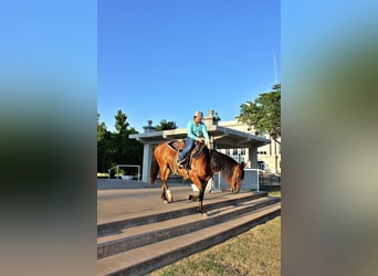 Arbeitspferd, Stute, 6 Jahre, 150 cm, Rotbrauner