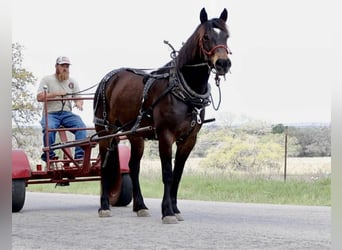 Arbeitspferd, Stute, 6 Jahre, 152 cm, Rotbrauner