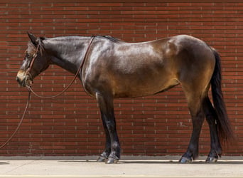Arbeitspferd, Stute, 6 Jahre, 152 cm, Rotbrauner