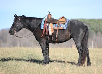 Arbeitspferd, Stute, 6 Jahre, 155 cm, Roan-Blue