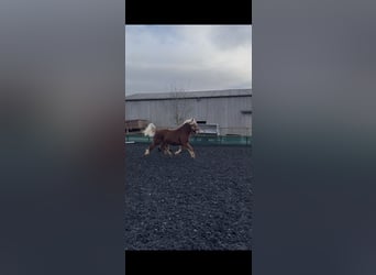 Arbeitspferd, Stute, 6 Jahre, 160 cm, Fuchs