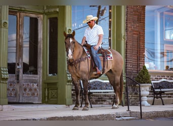 Arbeitspferd Mix, Stute, 6 Jahre, 163 cm, Falbe