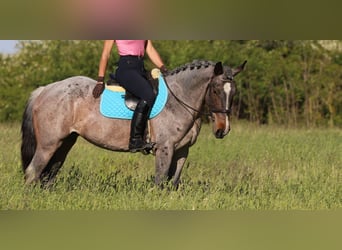 Arbeitspferd Mix, Stute, 6 Jahre, 163 cm, Roan-Bay