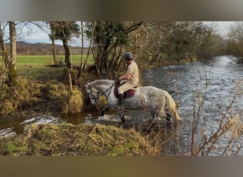 Arbeitspferd, Stute, 6 Jahre, 165 cm, Apfelschimmel