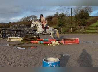 Arbeitspferd, Stute, 6 Jahre, 165 cm, Apfelschimmel