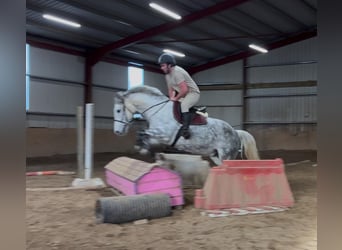 Arbeitspferd, Stute, 6 Jahre, 165 cm, Apfelschimmel