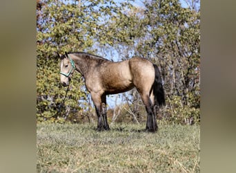 Arbeitspferd, Stute, 6 Jahre, 168 cm, Buckskin