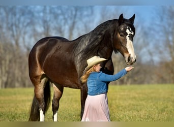 Arbeitspferd Mix, Stute, 6 Jahre, 168 cm, Roan-Bay