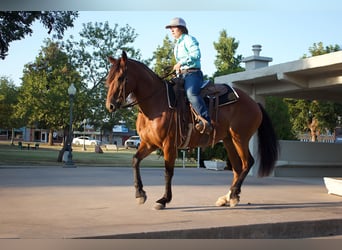 Arbeitspferd, Stute, 7 Jahre, 150 cm, Rotbrauner