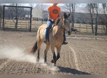 Arbeitspferd, Stute, 7 Jahre, 152 cm, Buckskin