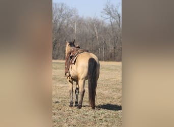 Arbeitspferd, Stute, 7 Jahre, 152 cm, Buckskin