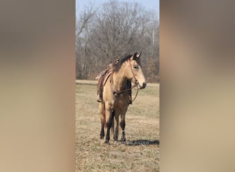 Arbeitspferd, Stute, 7 Jahre, 152 cm, Buckskin