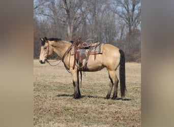 Arbeitspferd, Stute, 7 Jahre, 152 cm, Buckskin