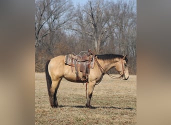 Arbeitspferd, Stute, 7 Jahre, 152 cm, Buckskin