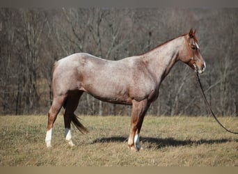 Arbeitspferd, Stute, 7 Jahre, 155 cm, Roan-Blue