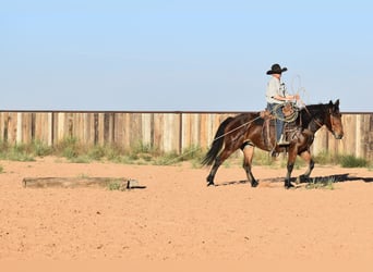 Arbeitspferd Mix, Stute, 7 Jahre, 157 cm, Rotbrauner