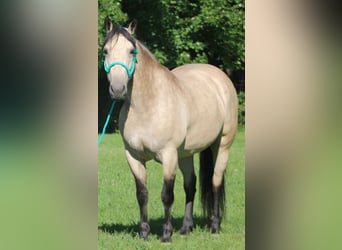 Arbeitspferd Mix, Stute, 7 Jahre, 160 cm, Buckskin