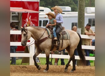 Arbeitspferd Mix, Stute, 7 Jahre, 160 cm, Buckskin