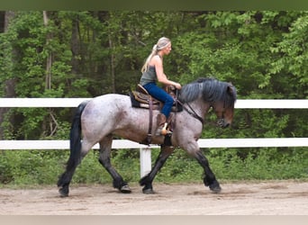 Arbeitspferd, Stute, 7 Jahre, 163 cm, Roan-Bay