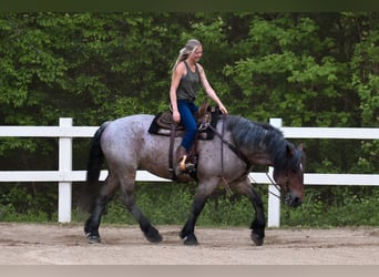 Arbeitspferd, Stute, 7 Jahre, 163 cm, Roan-Bay