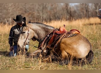 Arbeitspferd, Stute, 7 Jahre, 168 cm, Buckskin