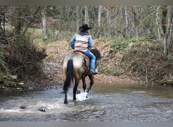 Arbeitspferd, Stute, 7 Jahre, 168 cm, Buckskin