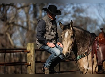 Arbeitspferd, Stute, 7 Jahre, 168 cm, Buckskin