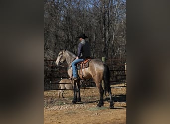 Arbeitspferd, Stute, 7 Jahre, 168 cm, Buckskin