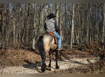 Arbeitspferd, Stute, 7 Jahre, 168 cm, Buckskin