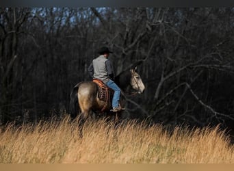 Arbeitspferd, Stute, 7 Jahre, 168 cm, Buckskin