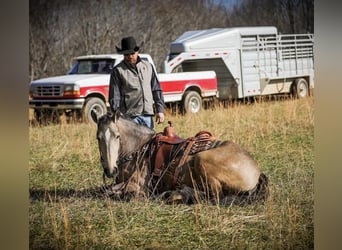 Arbeitspferd, Stute, 7 Jahre, 168 cm, Buckskin