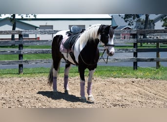 Arbeitspferd Mix, Stute, 7 Jahre, Schecke