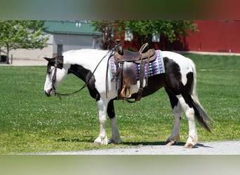 Arbeitspferd Mix, Stute, 7 Jahre, Schecke