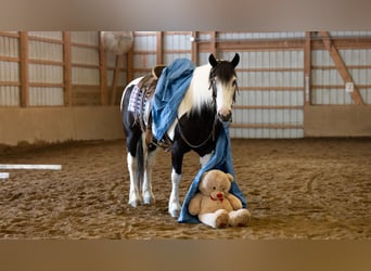 Arbeitspferd Mix, Stute, 7 Jahre, Schecke