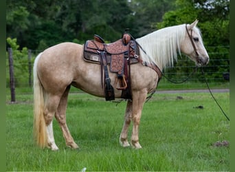 Arbeitspferd, Stute, 8 Jahre, 155 cm, Palomino