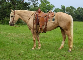 Arbeitspferd, Stute, 8 Jahre, 155 cm, Palomino