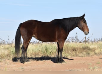 Arbeitspferd Mix, Stute, 8 Jahre, 157 cm, Rotbrauner