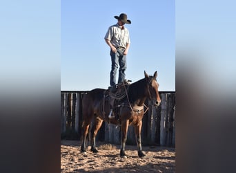 Arbeitspferd Mix, Stute, 8 Jahre, 157 cm, Rotbrauner