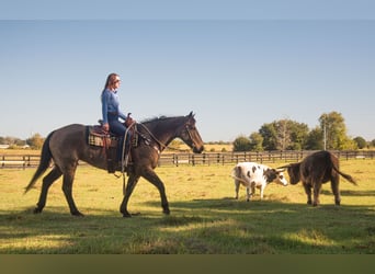 Arbeitspferd Mix, Stute, 8 Jahre, 160 cm, Buckskin