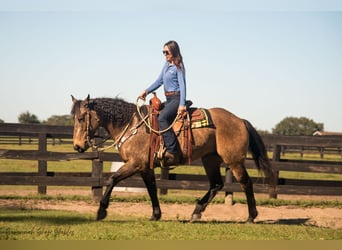 Arbeitspferd Mix, Stute, 8 Jahre, 160 cm, Buckskin