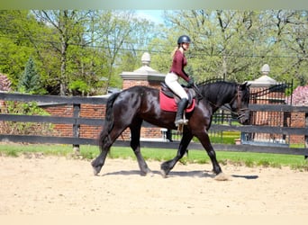 Arbeitspferd, Stute, 8 Jahre, 163 cm, Rappe