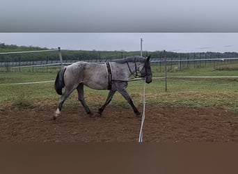 Arbeitspferd Mix, Stute, 8 Jahre, 163 cm