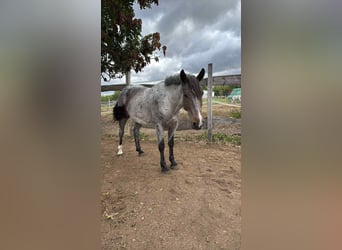 Arbeitspferd Mix, Stute, 8 Jahre, 163 cm