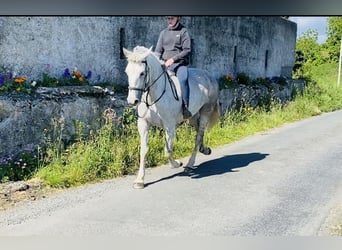 Arbeitspferd, Stute, 8 Jahre, 166 cm, Schimmel