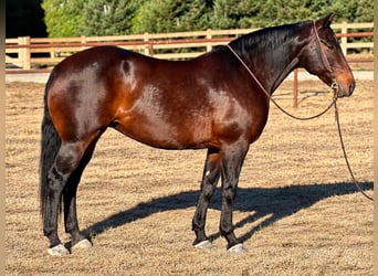 Arbeitspferd, Stute, 8 Jahre, Rappe