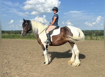 Arbeitspferd, Stute, 8 Jahre, Tobiano-alle-Farben