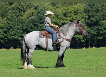 Arbeitspferd Mix, Stute, 9 Jahre, 152 cm, Roan-Blue