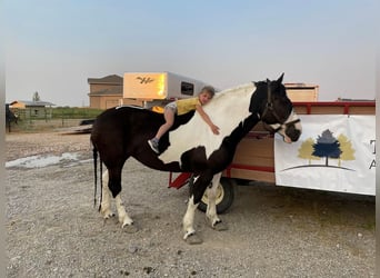 Arbeitspferd, Stute, 9 Jahre, 163 cm, Rappe